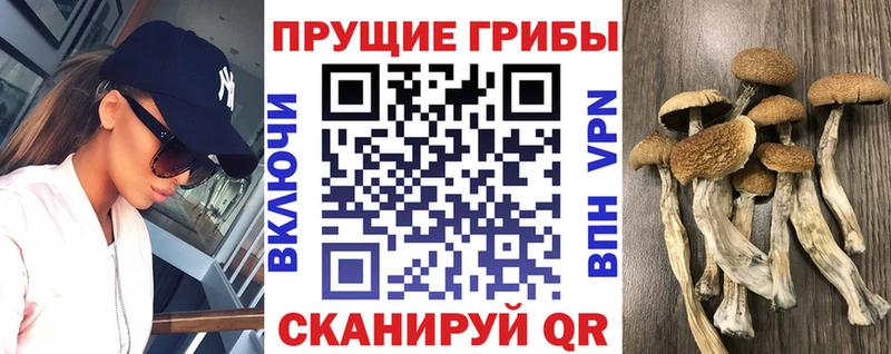 мега ссылки  купить  сайты  Кандалакша  Псилоцибиновые грибы Magic Shrooms 